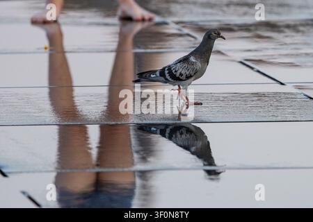 Bordeaux, France. 08th July, 2026. Pigeon cool off at Miroir d'Eau in front of the Place de la Bourse amid a heatwave in Bordeaux, France, on July 8, 2026. Photo by Margot Le Gonidec/ABACAPRESS.COM Credit: Abaca Press/Ģ����ý Live News Stock Photo