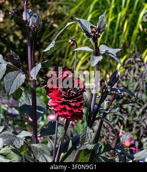 Dahlia Karma Chocolate, Asteraceae, dahlia,karma,choc. Rich deep red flower, with almost black leaves. Stock Photo