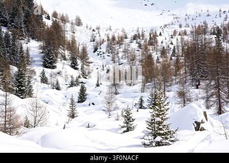A pristine winter landscape in the Dolomites featuring a mixed forest of golden larch and evergreen conifers blanketed in fresh snow across rolling al Stock Photo