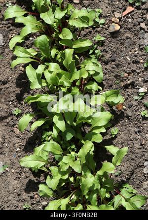 Beetroot Seedlings, Beta vulgaris subsp. vulgaris, Conditiva Group. UK. Beetroot or beet is the taproot portion of a Beta vulgaris subsp. vulgaris Stock Photo