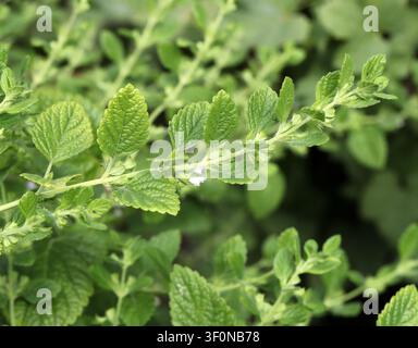 Lemon Balm, Melissa officinalis, Lamiaceae. UK. Lemon balm is a perennial herbaceous plant in the mint family and native to south-central Europe. Stock Photo