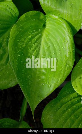 fresh green hosta leaves with rain water drops Stock Photo