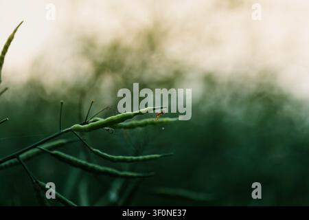 A small spider on a plant covered in spiderwebs. Stock Photo