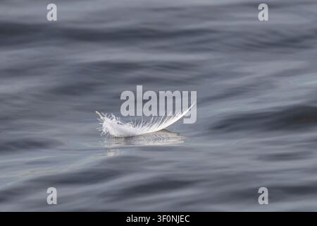 A single white feather floating on the water Stock Photo