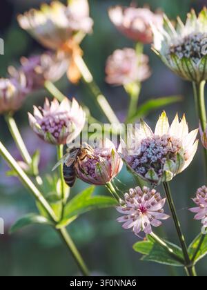 A close-up of a bee feeding on Astrantia flowers in the evening sun Stock Photo