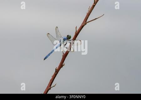 An eastern pondhawk dragonfly perched on a small branch Stock Photo