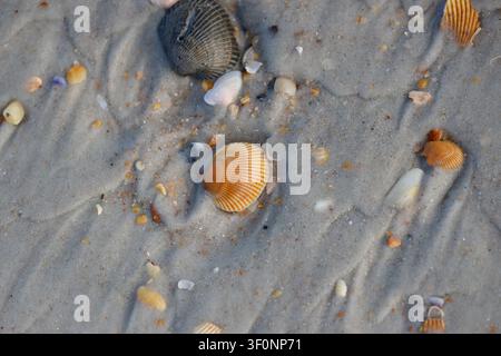 A blood ark shell lying among other shells on a sandy beach Stock Photo