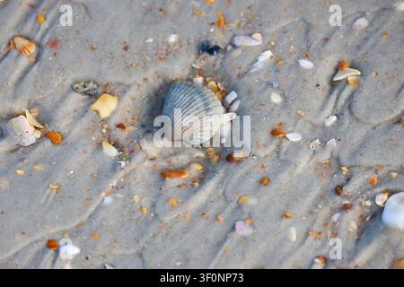 A gray cockle shell lying on the sandy beach Stock Photo