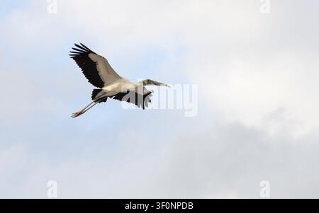 A wood stork in flight with wings outstretched against a light colored sky in Florida Stock Photo