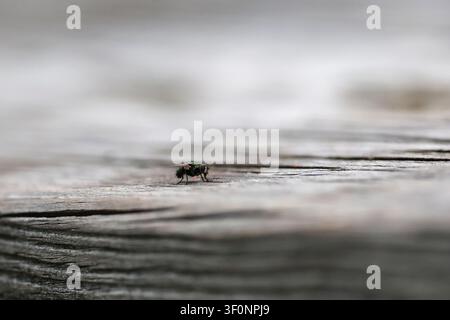 A fly on the top of a picnic table in Silver Springs State Park in Florida Stock Photo
