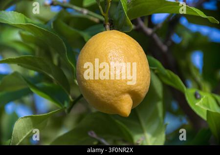 Ripe lemon on a lemon tree, sunny sky Stock Photo