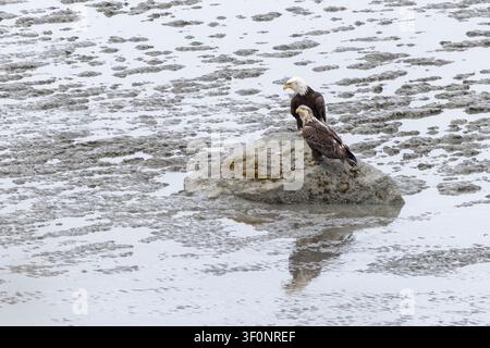 Two bald eagles perched on a rock at low tide in the Cook Inlet in Alaska Stock Photo