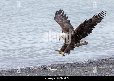 A bald eagle coming in for a landing with feet outstretched on the shore of Cook Inlet in Alaska Stock Photo