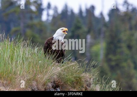 A bald eagle calling out while perched next to a nest among some grasses in Kachemak Bay, Alaska Stock Photo
