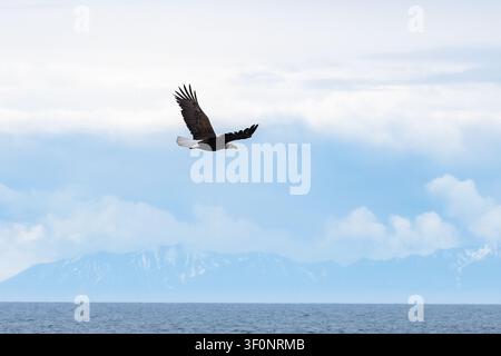 A mature bald eagle in flight over Cook Inlet with mountains in the background Stock Photo