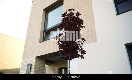 Modern building facade with contrasting materials and a small red maple tree in urban residential area Stock Photo