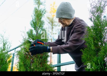 Senior woman pruning tall thuja in cold autumn garden. Elderly homeowner reaches up to trim arborvitae branches. Active retiree maintains tall evergreen hedge despite frost showing resilience Stock Photo