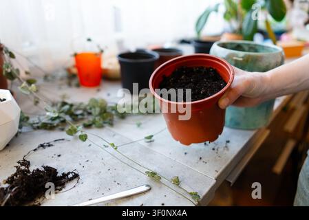 Hand holding a red pot with moist soil on a cluttered workspace closeup. Calm woman repotting houseplant seedling as a peaceful hobby with gentle serene care in bright natural light at home. Stock Photo