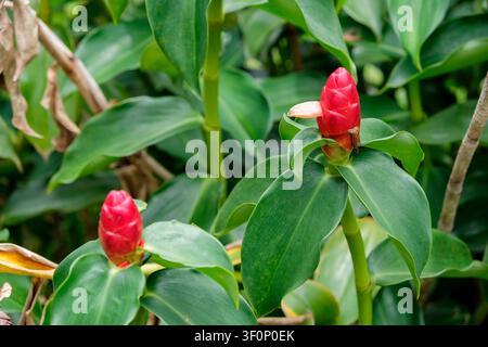Close-up of a vibrant red button ginger flower or Costus woodsonii blooming in a tropical garden Stock Photo