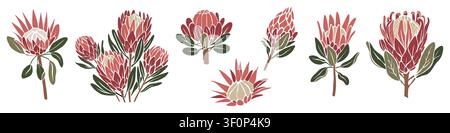 Pink protea flowers bloom with green leaves Stock Vector
