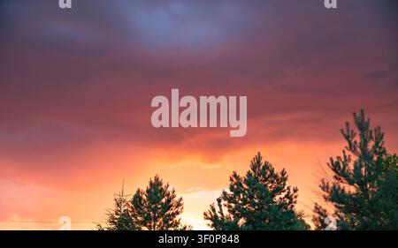 Dramatic Colorful Sunset Sky Above Pine Trees Before Summer Storm Stock Photo