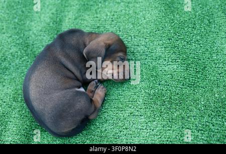 A tiny brown dachshund puppy sleeping peacefully curled up on bright green artificial grass, high angle shot of a cute baby dog napping, concept of pe Stock Photo