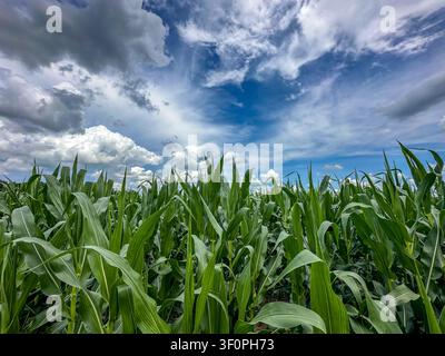 Vibrant green corn plants in a farm field under a blue sky dotted with white clouds Stock Photo