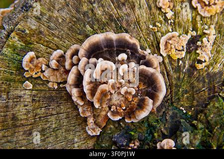 Turkey tail bracket fungi growing in layered clusters on a weathered dead tree stump in a woodland habitat Stock Photo