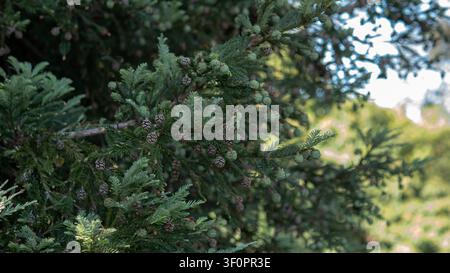 Evergreen conifer branch with young green cones and mature seed cones growing in natural forest Stock Photo