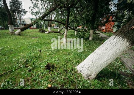 Multiple large trees uprooted and fallen in a green park. Stock Photo