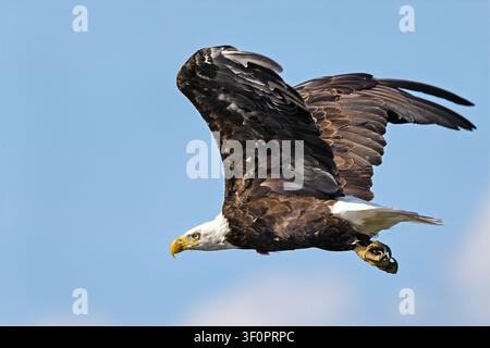 Bald Eagle in Flight Against Blue Sky Stock Photo