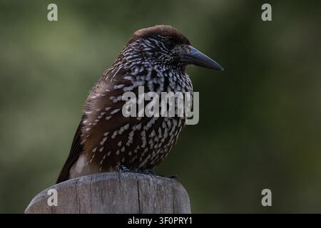 Spotted nutcracker bird with distinctive plumage perching on a wooden post against a blurred green background Stock Photo