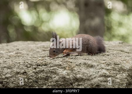 Red squirrel searching for food on a textured rock in a natural woodland environment Stock Photo