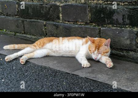 Sleeping cat on sidewalk beside stone wall. Stock Photo