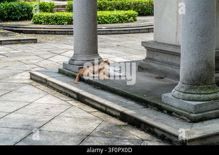 Two cats resting on stone steps near columns. Stock Photo