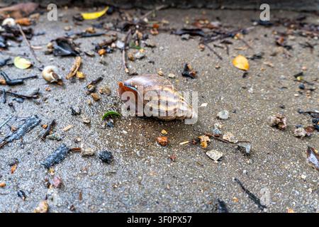 Snail on sandy path surrounded by scattered leaves. Stock Photo