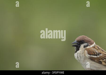 Tree sparrow (Passer montanus) adult bird singing, England, United Kingdom Stock Photo
