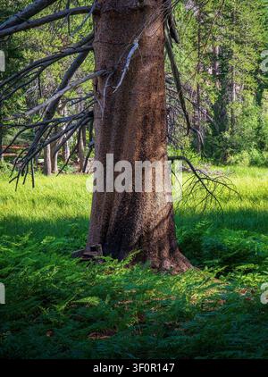 Large pine tree trunk in green forest clearing, showing peaceful woodland scenery, bark texture, and natural forest detail. Stock Photo