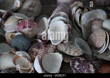 Collection of Seashells and Smooth Beach Stones from San Carlos, Panama Stock Photo