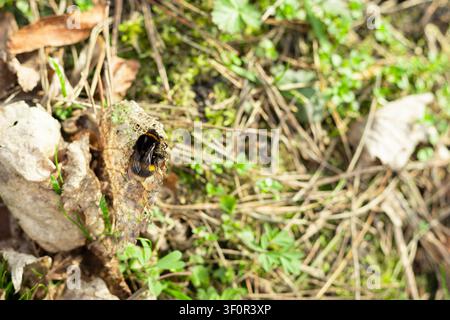 A detailed close up of a black carpenter bee perched on a textured, dry leaf among green grass and forest debris. Sharp focus on the insect. Stock Photo