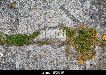Grass growing through cracked concrete. Grass and small weeds grow through cracks in rough concrete pavement scattered with pebbles, stones and Stock Photo