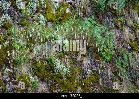 Mossy rock wall with wild alpine plants. Moss, grasses and wildflowers grow across a rugged rock wall, forming a natural green alpine texture with Stock Photo