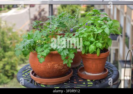 Eye-level shot of terracotta pots with fresh parsley, basil and lavender on black metal table on balcony with neighborhood view Stock Photo