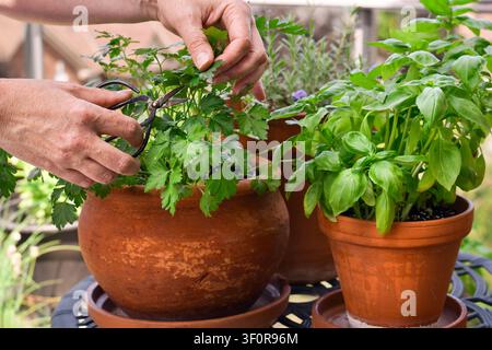 Close-up side view showing senior hands using scissors to harvest fresh parsley from terracotta pot with basil plant nearby on balcony Stock Photo