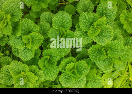 Fresh green lemon balm (Melissa officinalis) leaves growing in the garden. Close-up of vibrant aromatic herb foliage texture, natural pattern, organic Stock Photo