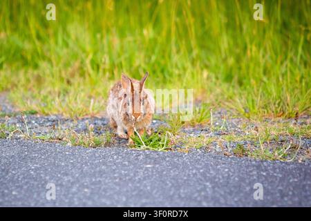 An Eastern Cottontail rabbit (Sylvilagus floridanus) at Assateague Island National Seashore, Maryland Stock Photo