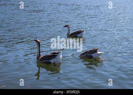 This beautiful wildlife photograph captures a scenic wide angle view of a small group of three large brown swan goose anser cygnoides during a bright sunny spring day. The camera focuses sharply on Stock Photo