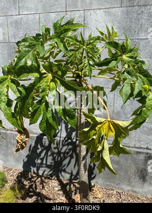 Small papaya tree with a single slender trunk and large deeply lobed green leaves casting a shadow on a concrete wall above a mulch covered planting b Stock Photo