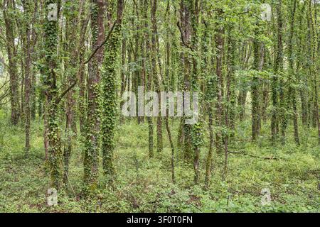 Dense collection of narrow tree trunks in a lush mixed forest, tree trunks completely covered with green moss and ivy, multi-layered canopy and ferns Stock Photo