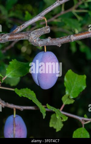 Ripe Plum Hanging on Tree Branch in Golden Sunlight. Stock Photo